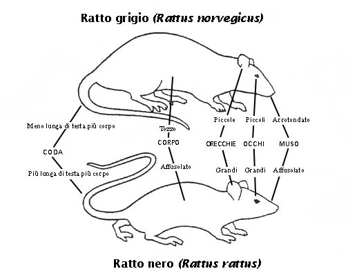 Ratti - Riconoscimento e note ecologiche